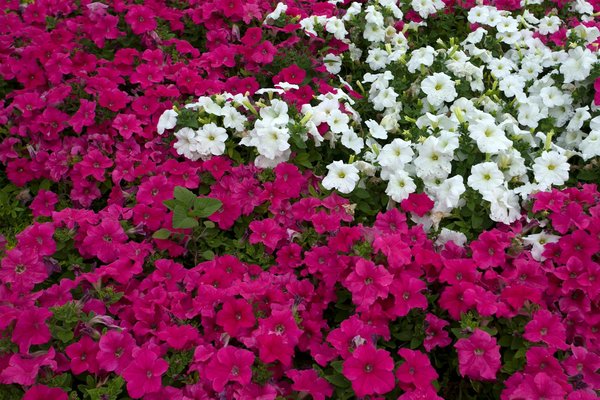 Optez pour une toiture métallique : La solution intelligente et durable pour votre maison côtière !